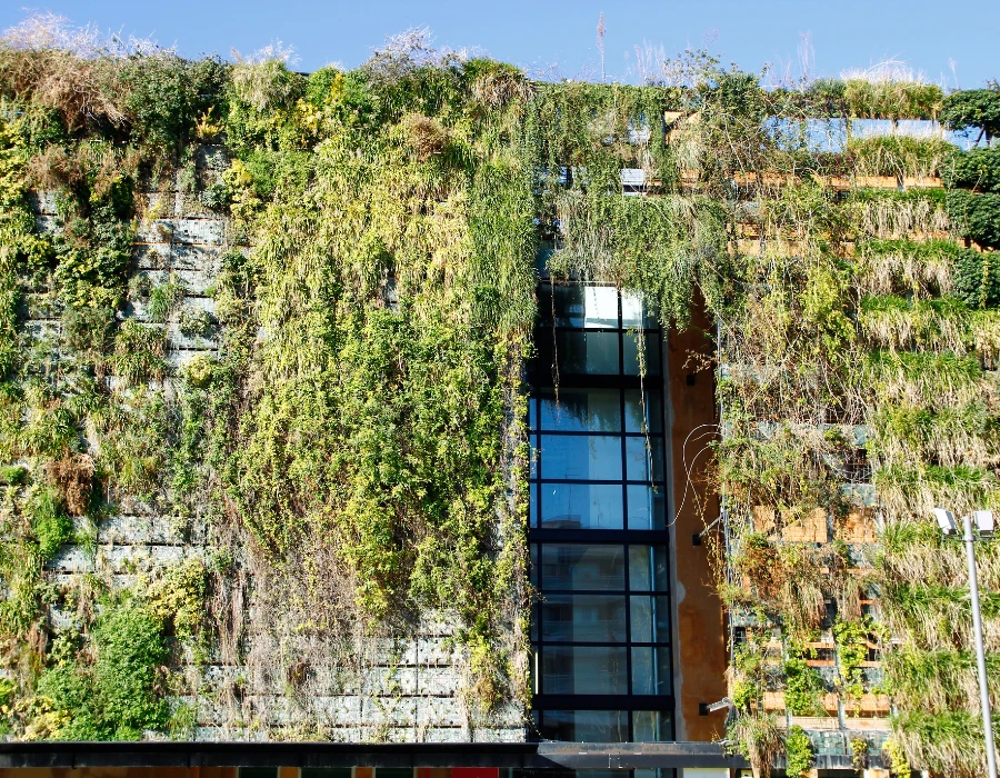 jak powstrzymać zielenienie się ścian